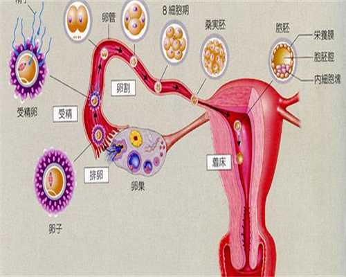 助孕网成功率-临沂试管婴儿成功率如何提升？怎样调整作息？